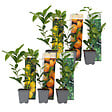 PLANT IN A BOX - Mélange de citrons - Set de 6 - Citrus limon - Hauteur 25-40cm - ⌀9cm - vignette