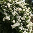 PLANT IN A BOX - Hortensia - Set de 2 - Hydrangea anomale Petiolaris - Hauteur 60-70cm - ⌀15cm - vignette