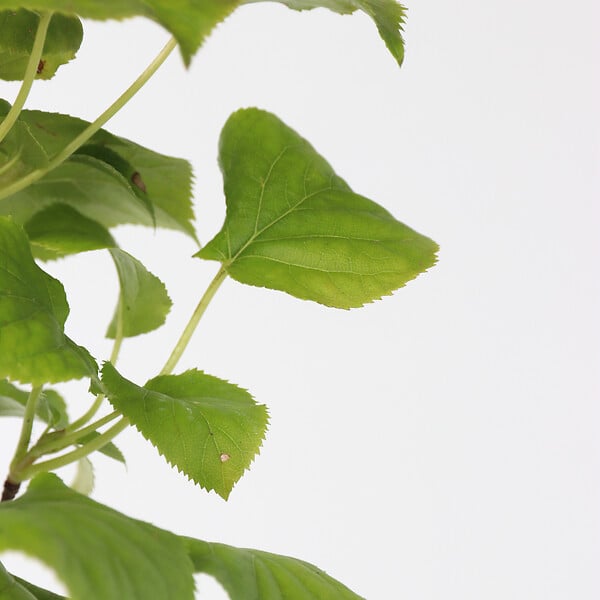 PLANT IN A BOX - Hortensia - Set de 2 - Hydrangea anomale Petiolaris - Hauteur 60-70cm - ⌀15cm - large