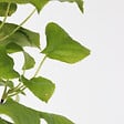 PLANT IN A BOX - Hortensia - Set de 2 - Hydrangea anomale Petiolaris - Hauteur 60-70cm - ⌀15cm - vignette