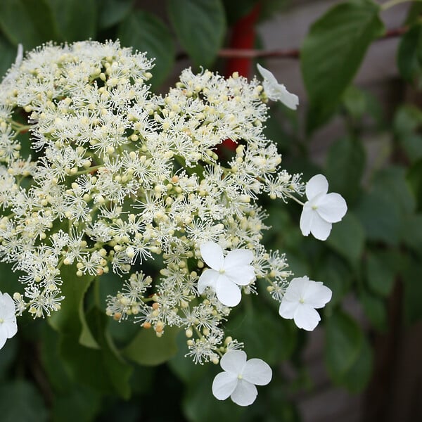 PLANT IN A BOX - Hortensia - Set de 2 - Hydrangea anomale Petiolaris - Hauteur 60-70cm - ⌀15cm - large