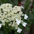 PLANT IN A BOX - Hortensia - Set de 2 - Hydrangea anomale Petiolaris - Hauteur 60-70cm - ⌀15cm - vignette