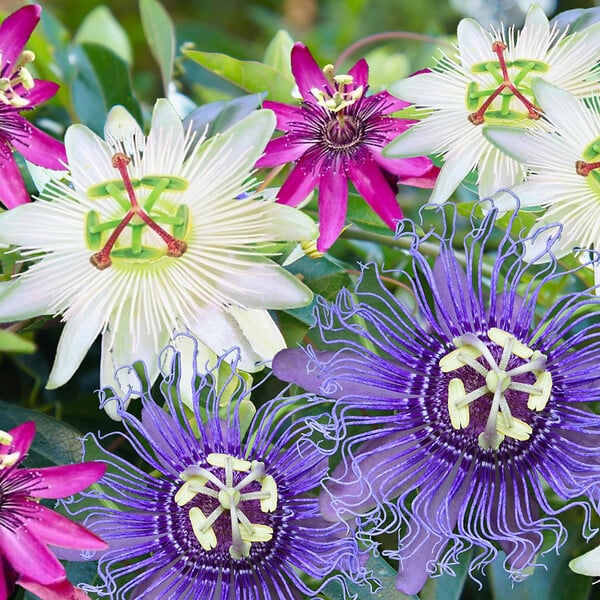 PLANT IN A BOX - Passiflore - Set de 3 - Passiflora hybridum - Hauteur 25-40cm - ⌀9cm - large