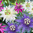 PLANT IN A BOX - Passiflore - Set de 3 - Passiflora hybridum - Hauteur 25-40cm - ⌀9cm - vignette