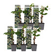 PLANT IN A BOX - Hortensia grimpant - Set de 6 - Hydrangea anomale petiolaris - H25-40cm - ⌀9cm - vignette