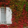 PLANT IN A BOX - Vigne vierge - Set de 3 - Parthenocissus quinquefolia - Hauteur 25-40cm - ⌀9cm - vignette