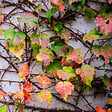 PLANT IN A BOX - Vigne vierge - Set de 3 - Parthenocissus quinquefolia - Hauteur 25-40cm - ⌀9cm - vignette