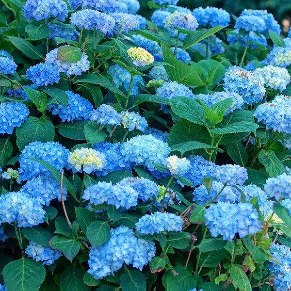 PLANT IN A BOX - Hortensia - Set de 3 - Hydrangea macrophylla 'Early Blue' - H25-40cm - ⌀9cm - large