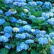 PLANT IN A BOX - Hortensia - Set de 3 - Hydrangea macrophylla 'Early Blue' - H25-40cm - ⌀9cm - vignette