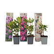 PLANT IN A BOX - Buisson à fleurs - Set de 3 - Rhododendron catawbiense - Hauteur 25-40cm - ⌀9cm - vignette