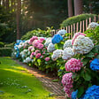 PLANT IN A BOX - Hortensia - Set de 3 - Hydrangea macrophylla - Hauteur 25-40cm - ⌀9cm - vignette