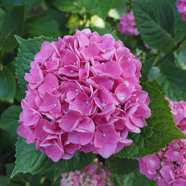PLANT IN A BOX - Hortensia - Set de 3 - Hydrangea macrophylla - Hauteur 25-40cm - ⌀9cm - large