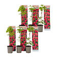 PLANT IN A BOX - Framboisier - Set de 6 - Rubus ideaus 'Autumn Bliss' - Hauteur 25-40cm - ⌀9cm - vignette
