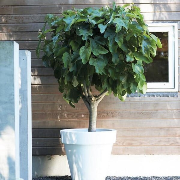 PLANT IN A BOX - Figuier de Barbarie - Set de 2 - Ficus carica 'Brown Turkey' - H25-40cm - ⌀9cm - large