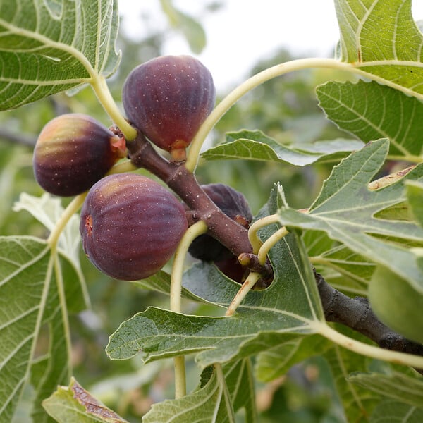 PLANT IN A BOX - Figuier de Barbarie - Set de 2 - Ficus carica 'Brown Turkey' - H25-40cm - ⌀9cm - large