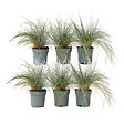 PLANT IN A BOX - Fétuque - Set de 6 - Festuca glauca 'Elijah Blue' - Hauteur 10-15cm - ⌀9cm - vignette