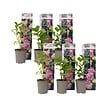 PLANT IN A BOX - Hortensia - Set de 6 - Hydrangea macrophylla 'Early Pink' - H25-40cm - ⌀9cm - vignette