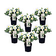 PLANT IN A BOX - Rose de Noël - Set de 6 - Helleborus niger 'Mont Blanc' - H20-30cm - ⌀12cm - vignette
