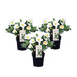 PLANT IN A BOX - Rose de Noël - Set de 3 - Helleborus niger 'Mont Blanc' - H20-30cm - ⌀12cm - vignette
