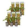 PLANT IN A BOX - Kiwi - Set de 6 - Actinidia deliciosa 'Jenny' - Hauteur 20-40cm - ⌀9cm - vignette