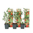 PLANT IN A BOX - Baie de Goji - Set de 3 - Lycium barbarum - Hauteur 25-40cm - ⌀9cm - vignette