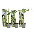 PLANT IN A BOX - Bananier du Japon - Set de 3 - Musa basjoo - Hauteur 25-40cm - ⌀9cm - vignette