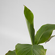 PLANT IN A BOX - Bananier du Japon - Set de 3 - Musa basjoo - Hauteur 25-40cm - ⌀9cm - vignette