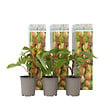 PLANT IN A BOX - Kiwi - Set de 3 - Actinidia deliciosa 'Jenny' - Hauteur 20-40cm - ⌀9cm - vignette