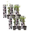 PLANT IN A BOX - Jasmin étoilé - Set de 6 - Jasminum 'Officinale'  - Hauteur 25-40cm - ⌀9cm - vignette