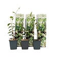 PLANT IN A BOX - Jasmin étoilé - Set de 3 - Trachelospermum jasminoides - Hauteur 25-40cm - ⌀9cm - vignette