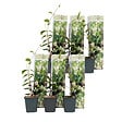 PLANT IN A BOX - Jasmin étoilé - Set de 6 - Trachelospermum jasminoides - Hauteur 25-40cm - ⌀9cm - vignette