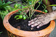 JARDIBEST - Terreau agrumes et plantes méditerranéennes - 40L - vignette