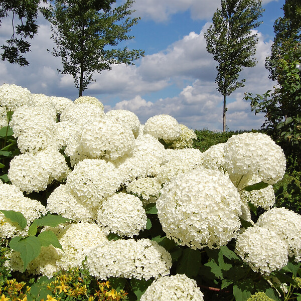 PLANT IN A BOX - Hortensia - Hydrangea 'Strong Annabelle' - Hauteur 30-40cm - ⌀19cm - large