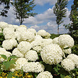 PLANT IN A BOX - Hortensia - Hydrangea 'Strong Annabelle' - Hauteur 30-40cm - ⌀19cm - vignette