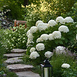 PLANT IN A BOX - Hortensia - Hydrangea 'Strong Annabelle' - Hauteur 30-40cm - ⌀19cm - vignette