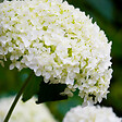 PLANT IN A BOX - Hortensia - Hydrangea 'Strong Annabelle' - Hauteur 30-40cm - ⌀19cm - vignette