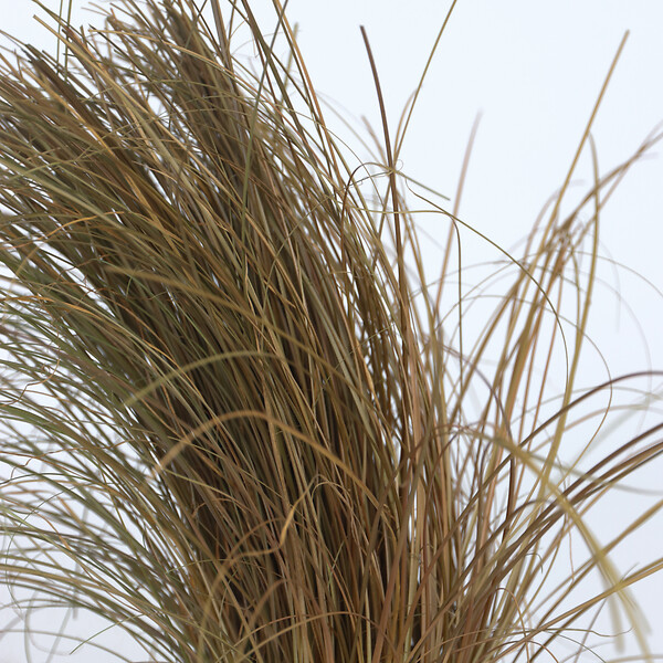 PLANT IN A BOX - Mélange de graminées - Set de 6 - Stipa, Festuca, Carex - H15-25cm - ⌀10,5cm - large