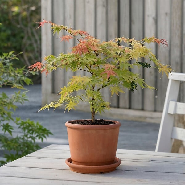 PLANT IN A BOX - érable du Japon - Acer palmatum 'Moonrise' - Hauteur 80-90cm - âŒ€19cm - large