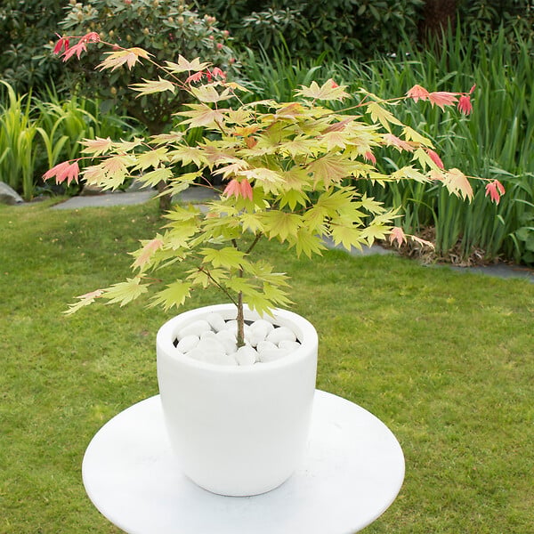 PLANT IN A BOX - érable du Japon - Acer palmatum 'Moonrise' - Hauteur 80-90cm - âŒ€19cm - large