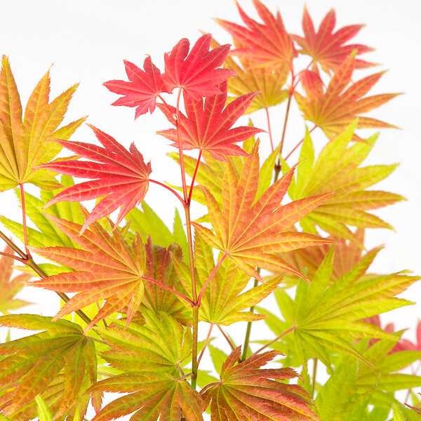 PLANT IN A BOX - érable du Japon - Acer palmatum 'Moonrise' - Hauteur 80-90cm - âŒ€19cm - large