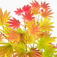PLANT IN A BOX - érable du Japon - Acer palmatum 'Moonrise' - Hauteur 80-90cm - âŒ€19cm - vignette