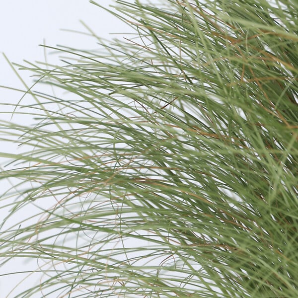 PLANT IN A BOX - Laîche - Set de 6 - Carex 'Amazon Mist' - Hauteur 15-25cm - ⌀10,5cm - large