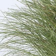 PLANT IN A BOX - Laîche - Set de 6 - Carex 'Amazon Mist' - Hauteur 15-25cm - ⌀10,5cm - vignette