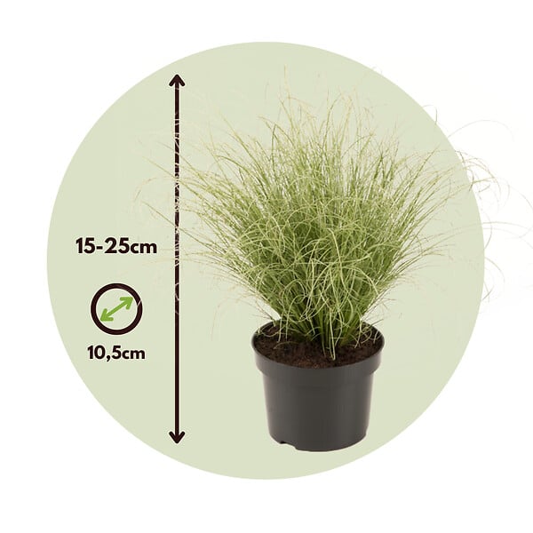 PLANT IN A BOX - Laîche - Set de 6 - Carex 'Amazon Mist' - Hauteur 15-25cm - ⌀10,5cm - large
