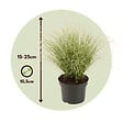 PLANT IN A BOX - Laîche - Set de 6 - Carex 'Amazon Mist' - Hauteur 15-25cm - ⌀10,5cm - vignette