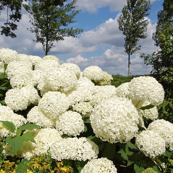 PLANT IN A BOX - Hortensia - Set de 2 - Hydrangea 'Strong Annabelle' - Hauteur 30-40cm - ⌀19cm - large
