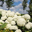 PLANT IN A BOX - Hortensia - Set de 2 - Hydrangea 'Strong Annabelle' - Hauteur 30-40cm - ⌀19cm - vignette