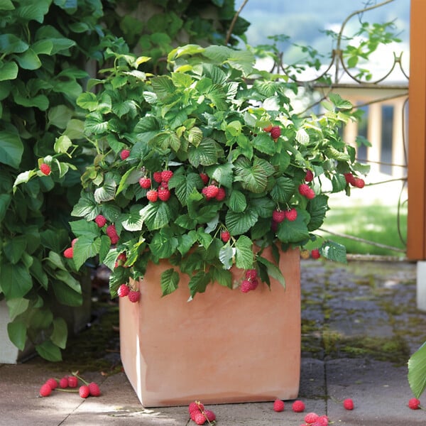 PLANT IN A BOX - Framboisier - Set de 6 - Rubus ideaus 'Autumn Bliss' - Hauteur 25-40cm - ⌀9cm - large