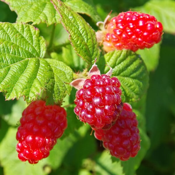 PLANT IN A BOX - Framboise de Tay - Set de 3 - Rubus 'Tayberry' - Hauteur 25-40cm - ⌀9cm - large