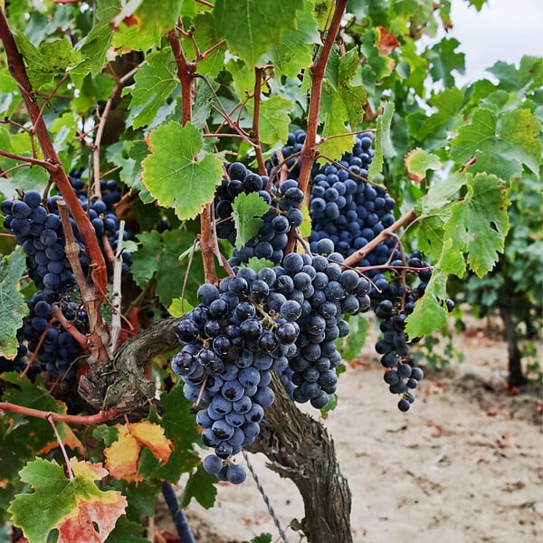 PLANT IN A BOX - Vigne à raisin - Set de 3 - Vitis vinifera 'Cabernet franc' - H25-40cm - ⌀9cm - large